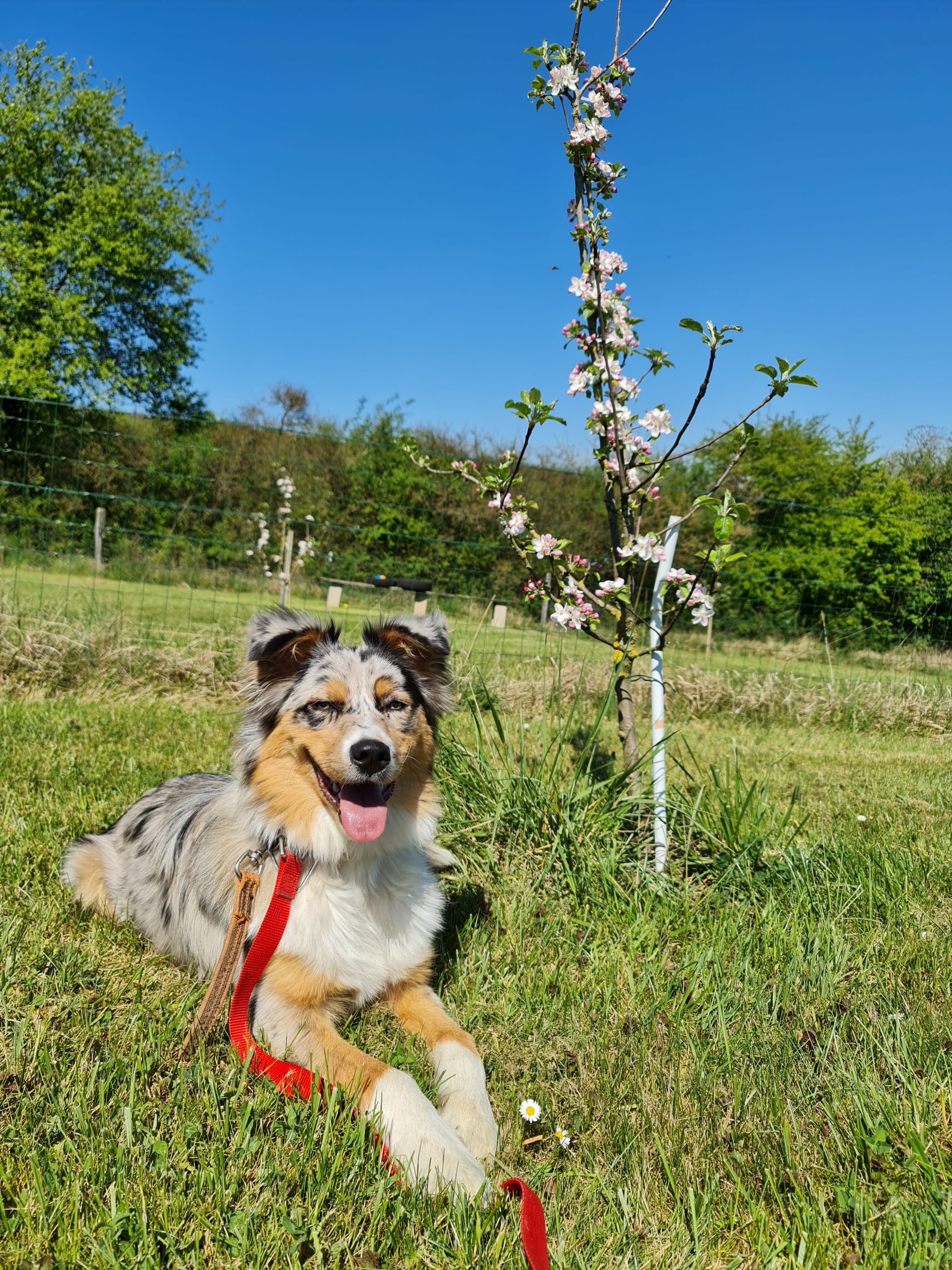 pension chien meuse
